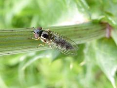 Platycheirus albimanus