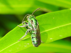 Pseudaugochlora graminea