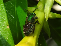 Pseudaugochlora graminea