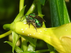 Pseudaugochlora graminea