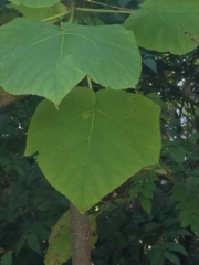 Pueraria montana lobata