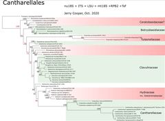 Hydnum crocidens crocidens