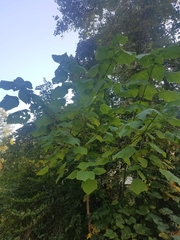 Pueraria montana lobata