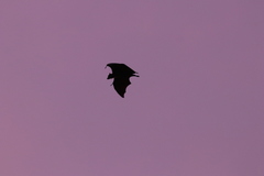 Pteropus giganteus