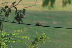Funambulus palmarum