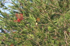 Leptocoma zeylonica