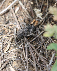 Arphia pseudonietana