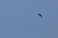 Aerodramus unicolor