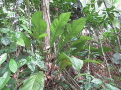 Anthurium bradeanum