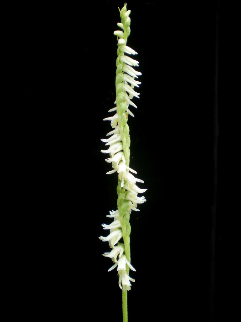 Spiranthes vernalis