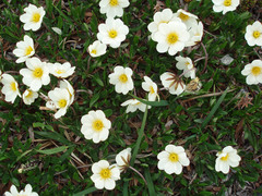 Dryas ajanensis