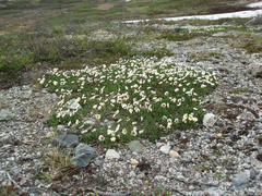 Dryas ajanensis