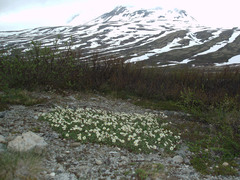 Dryas ajanensis