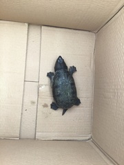 Claudius angustatus