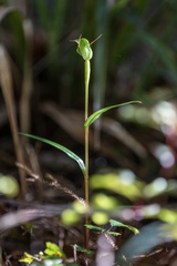 Pterostylis agathicola