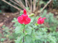 Salvia × jamensis