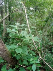 Piperales