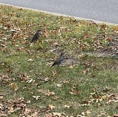 Sturnus vulgaris