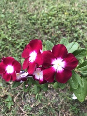 Catharanthus roseus image