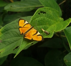 Symmachia titiana