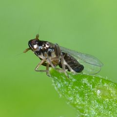 Pissonotus piceus