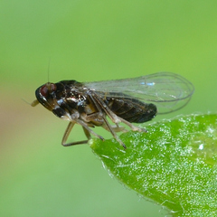 Pissonotus piceus