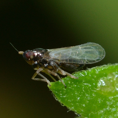 Pissonotus piceus