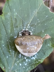 Mastophora phrynosoma