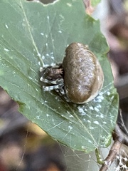 Mastophora phrynosoma