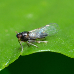 Pissonotus marginatus