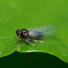 Pissonotus marginatus