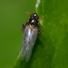 Pissonotus marginatus