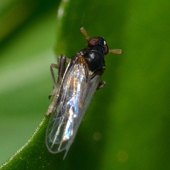 Pissonotus marginatus