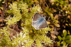Polyommatus hispana
