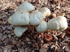 Agrocybe rivulosa