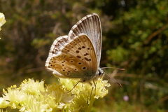 Polyommatus hispana