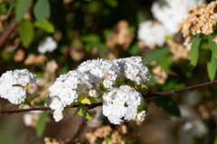 Spiraea cantoniensis
