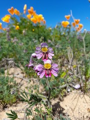 Schizanthus litoralis