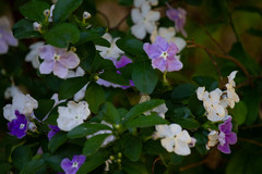 Brunfelsia australis