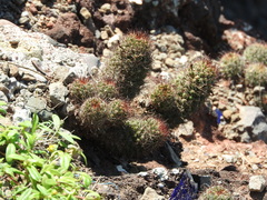 Mammillaria mazatlanensis