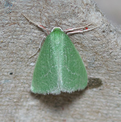 Synchlora faseolaria