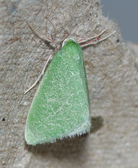 Synchlora faseolaria