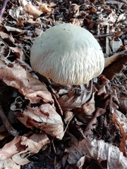 Agrocybe rivulosa