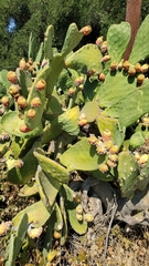 Opuntia