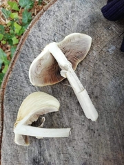 Agrocybe rivulosa