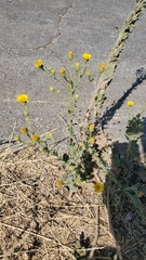 Asteraceae
