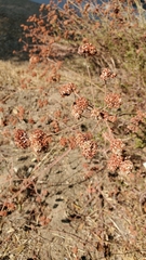 Eriogonum fasciculatum