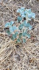 Marrubium vulgare