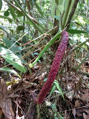 Anthurium rotundatum