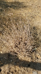 Corethrogyne filaginifolia
